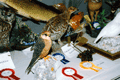 2004falcocuculo